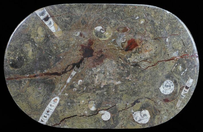 Fossil Orthoceras & Goniatite Plate - Stoneware #57788